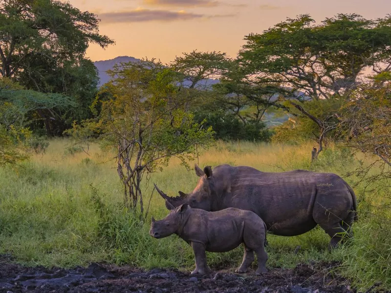 White Rhino Kruger Game reserve South Africa