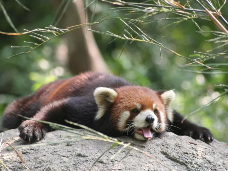 Red panda chilling in a tree
