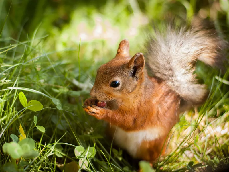 Squirrel Eating