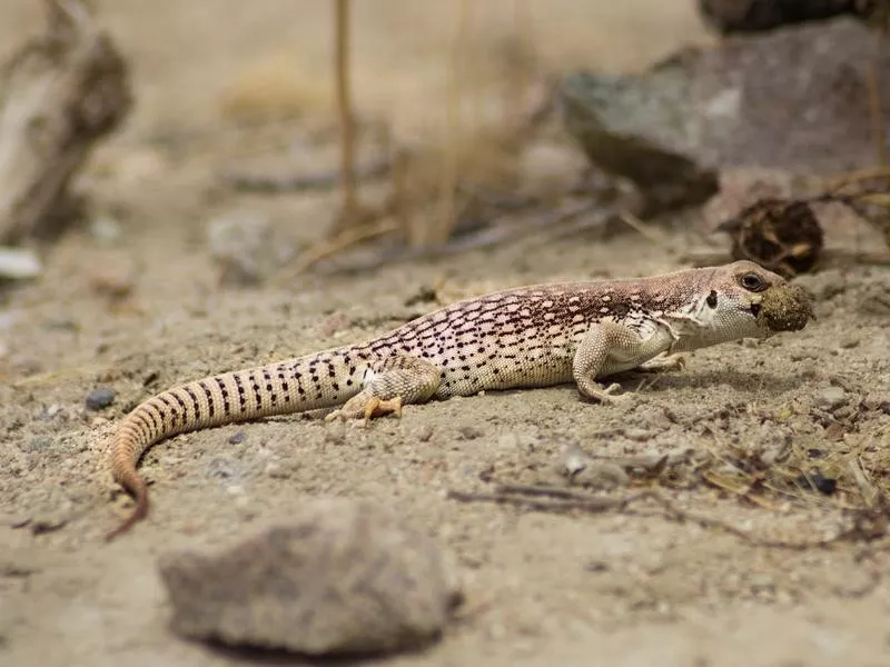 chuckwalla