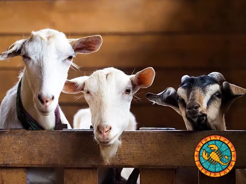 Goats