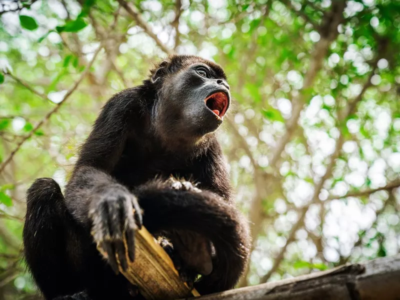 Black Island Howler