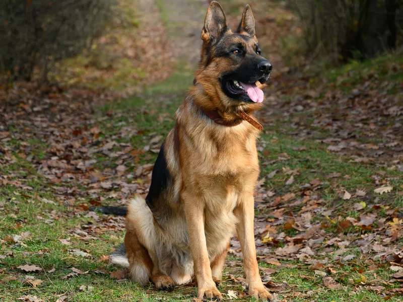 German Shepherd Dog