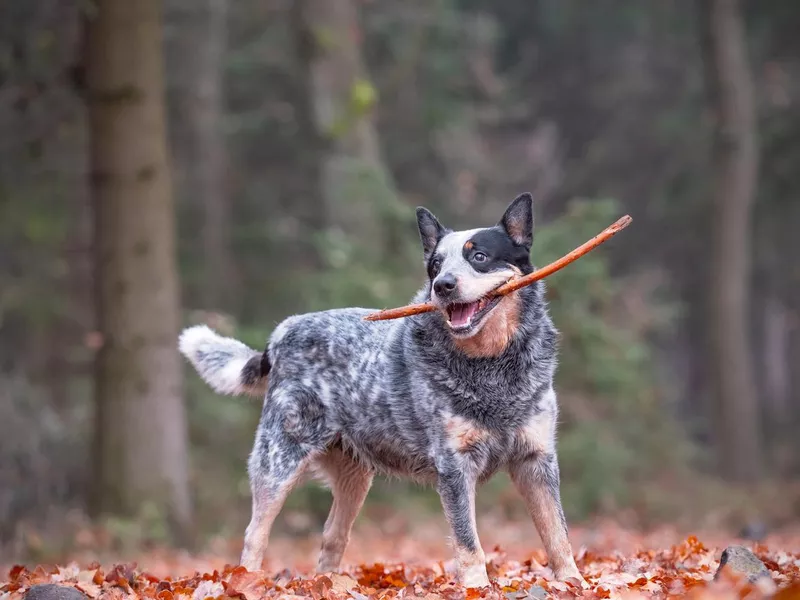 Blue heeler