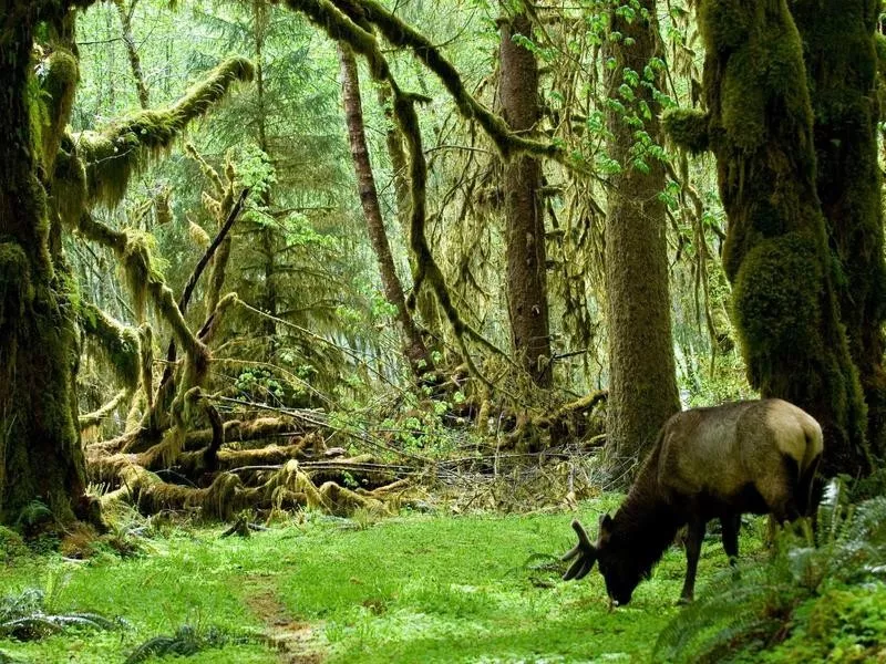 elk