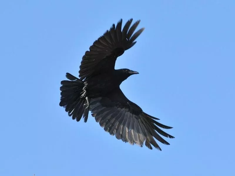 fish crow