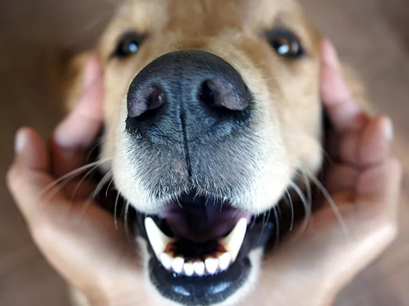 Portrait of smiley golden retriever