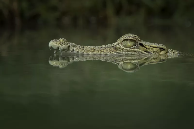 Crocodile lurking in water