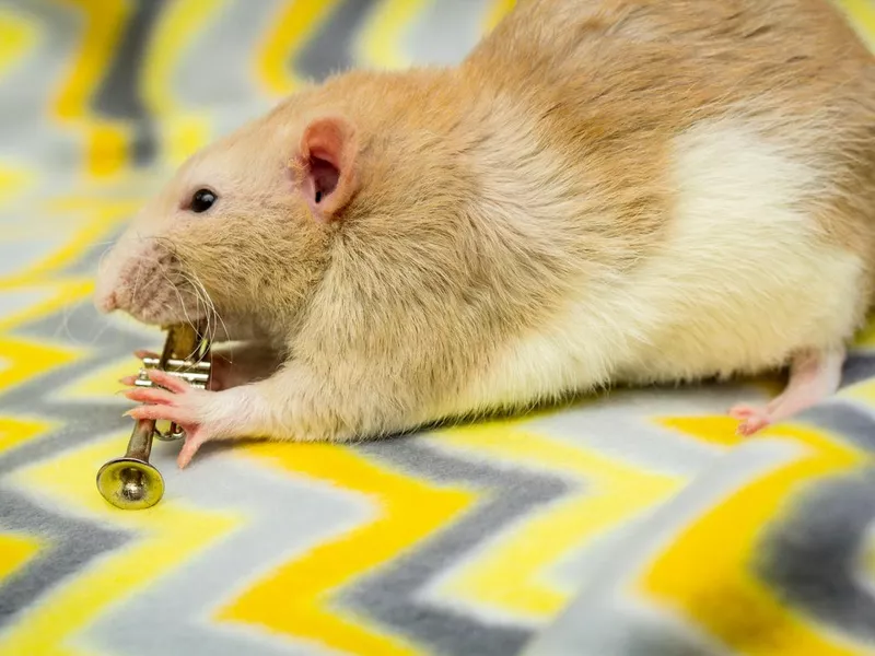 Fancy fawn colored dumbo eared pet rat playing trumpet