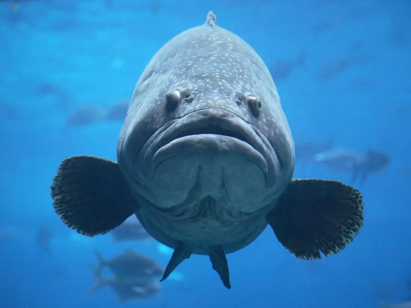 Giant goliath grouper in blue water