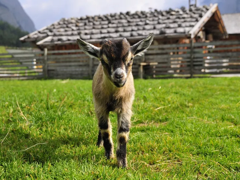 Young Pygmy goat
