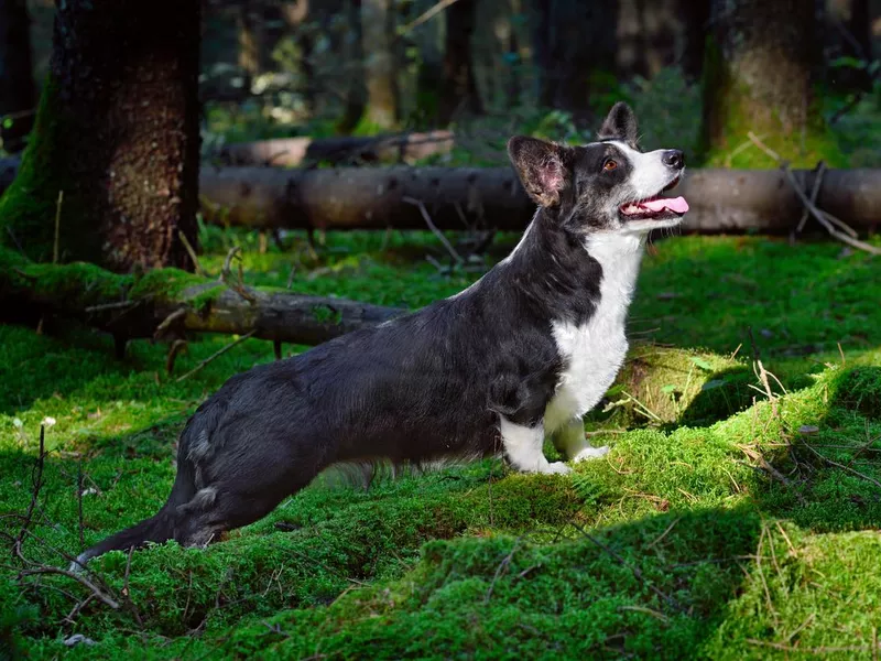 Old corgi in the woods