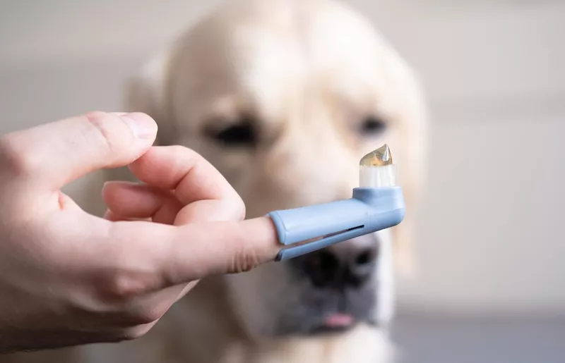 Male hand holding a dog's toothbrush with tooth gel. Golden Retriever in the background
