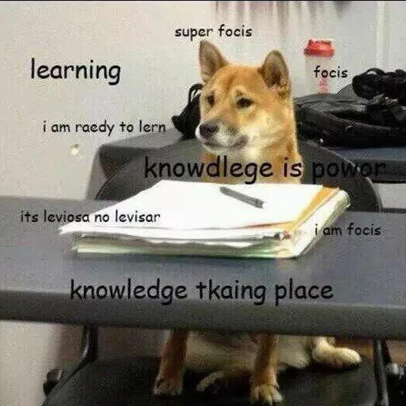 Shiba Inu doing homework meme