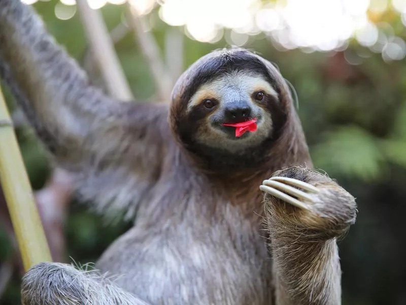 sloth