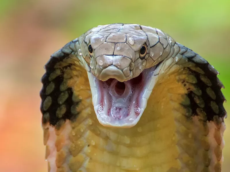 King cobra