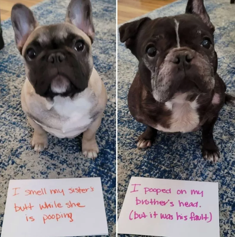 Two guilty bulldogs