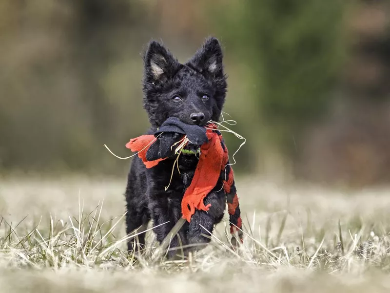 Young Mudi puppy