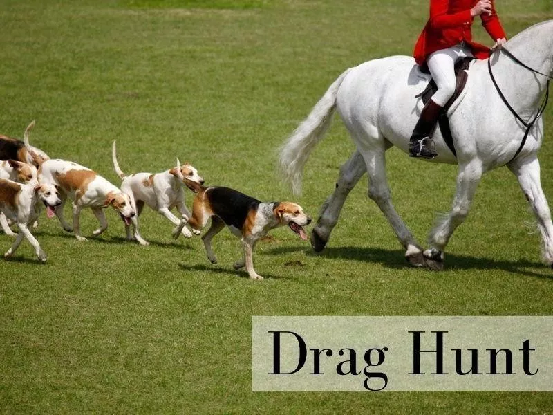 Drag Hunt