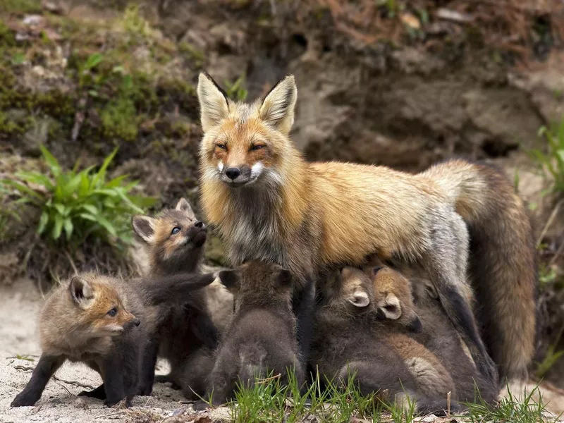 Red Fox