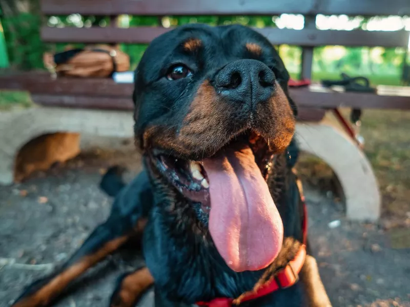 Rottweiler Smiling