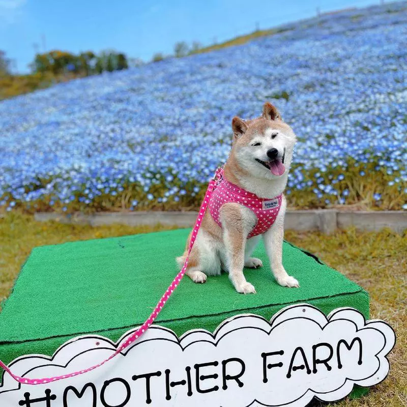Kabosu doge dog