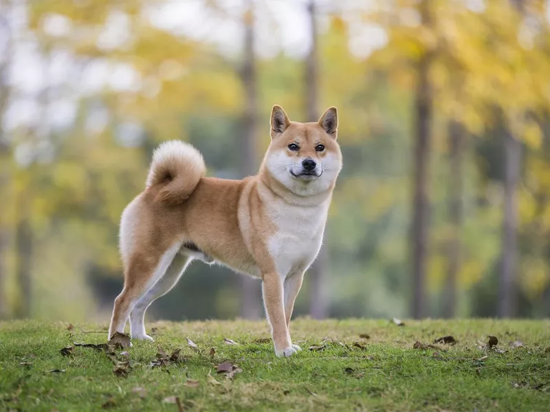 Cute Shiba Inu in the park grass