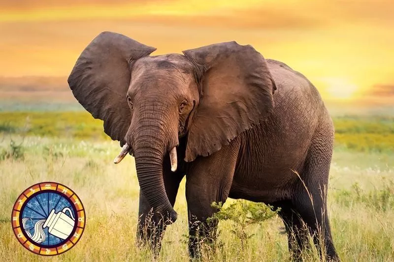 Elephant