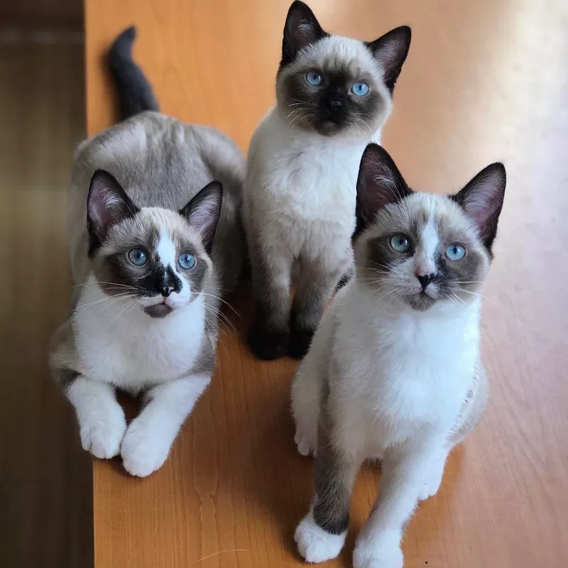 Siamese