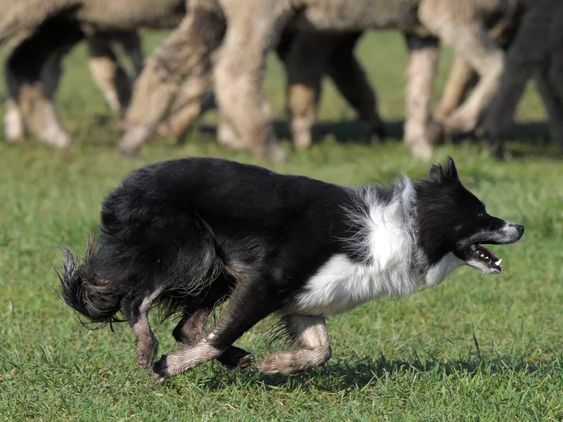 Dog Herding
