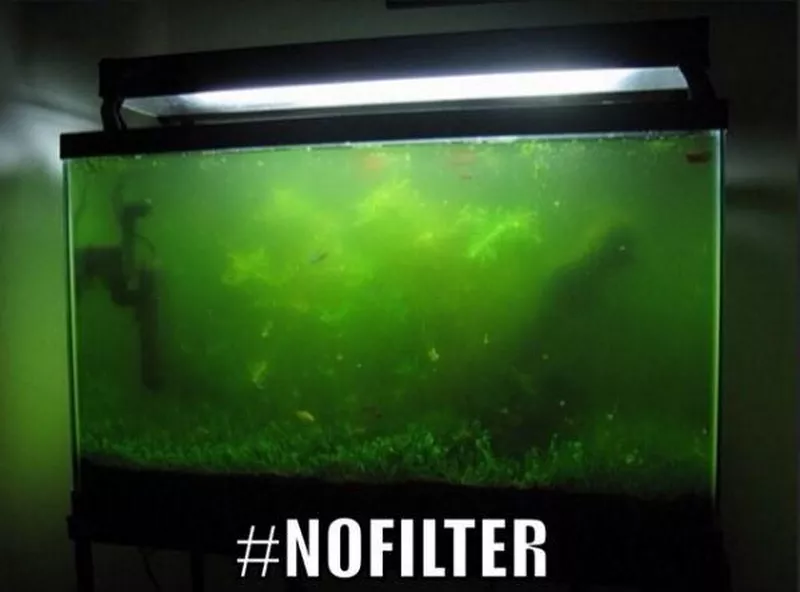 Fish tank meme
