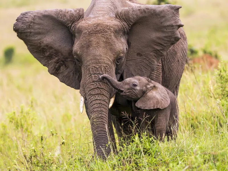 An elephant and its baby walking in long grass