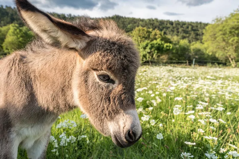 Baby donkey