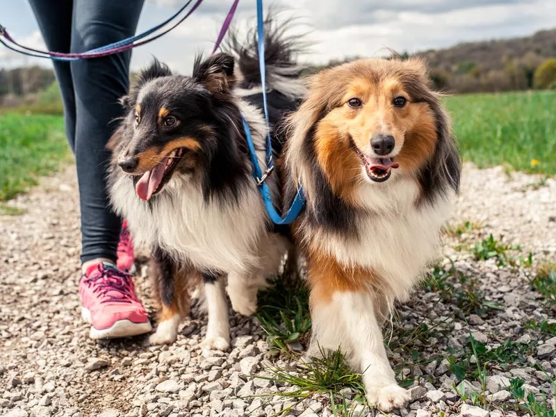 Woman walking her dogs