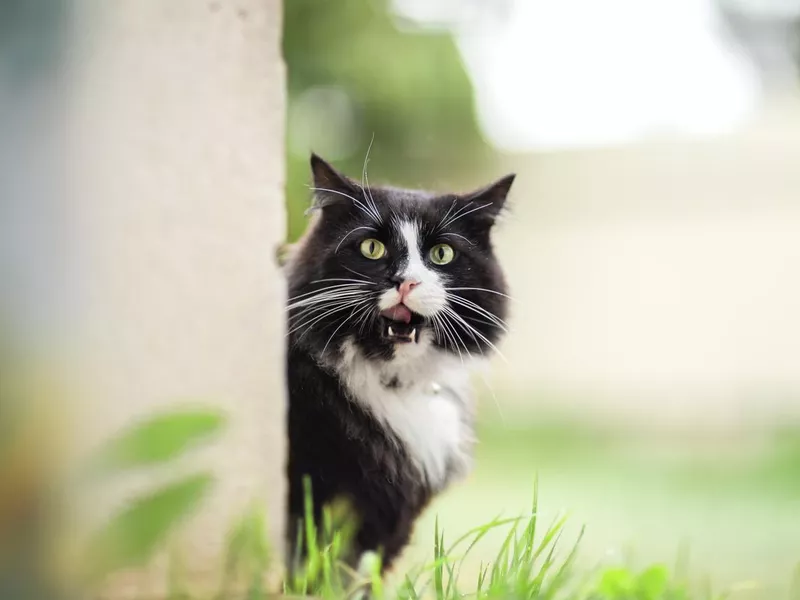Tuxedo cat outdoors