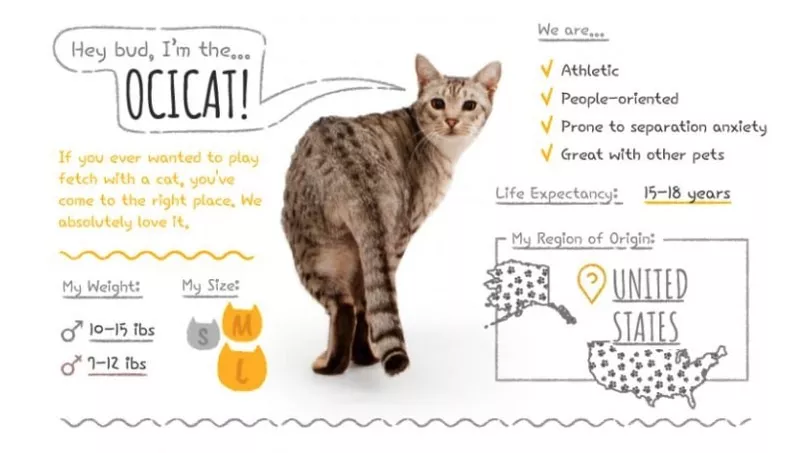 Ocicat summary