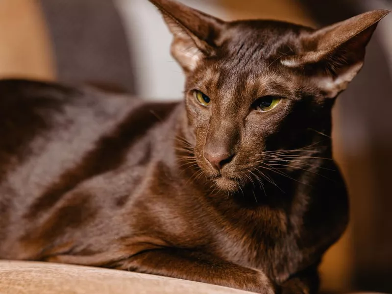 Shorthair Oriental Havana popular cat