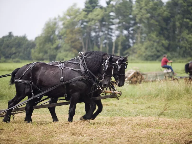 Draft Horses