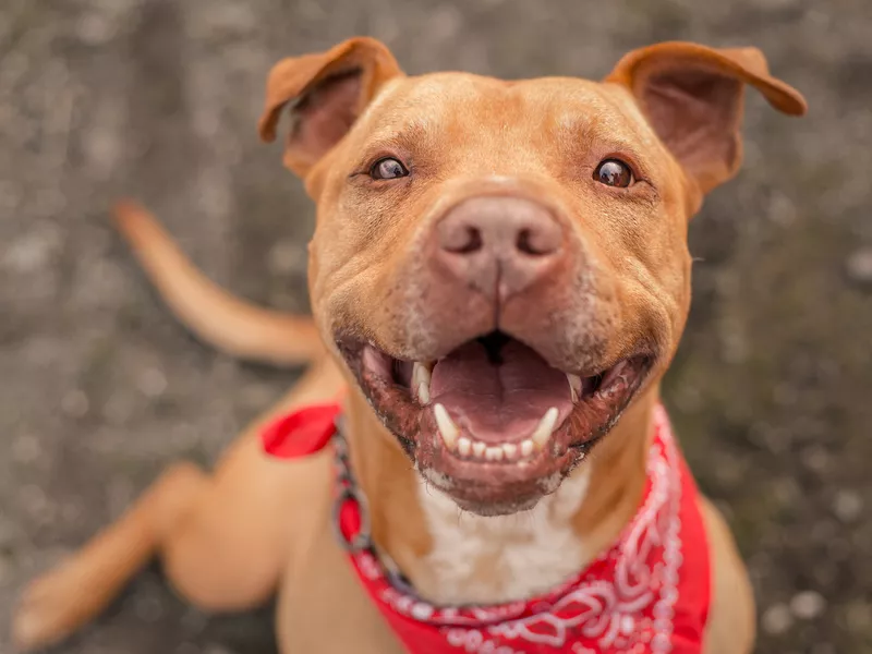 Pit Bull Terrier