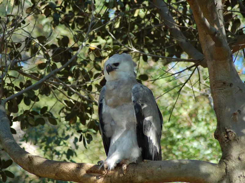 Harpy eagle on a perch