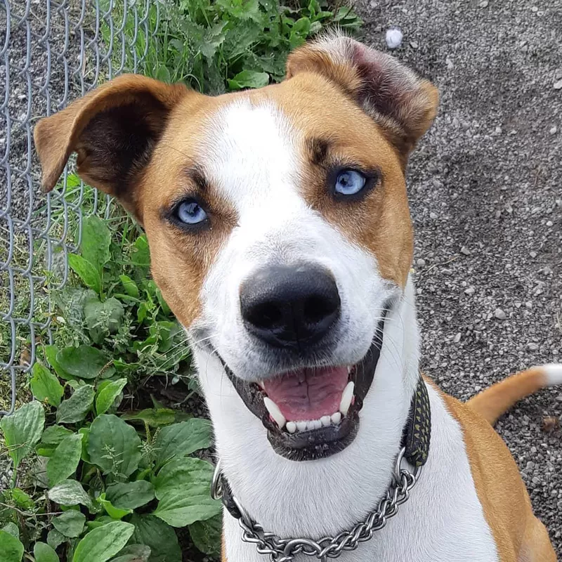 Bottom Line: Husky Labrador Retriever Mix