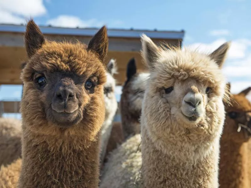 Alpacas