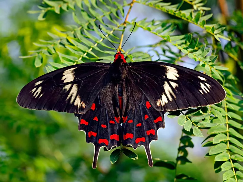 Black butterfly Crimson Rose or Pachliopta hector