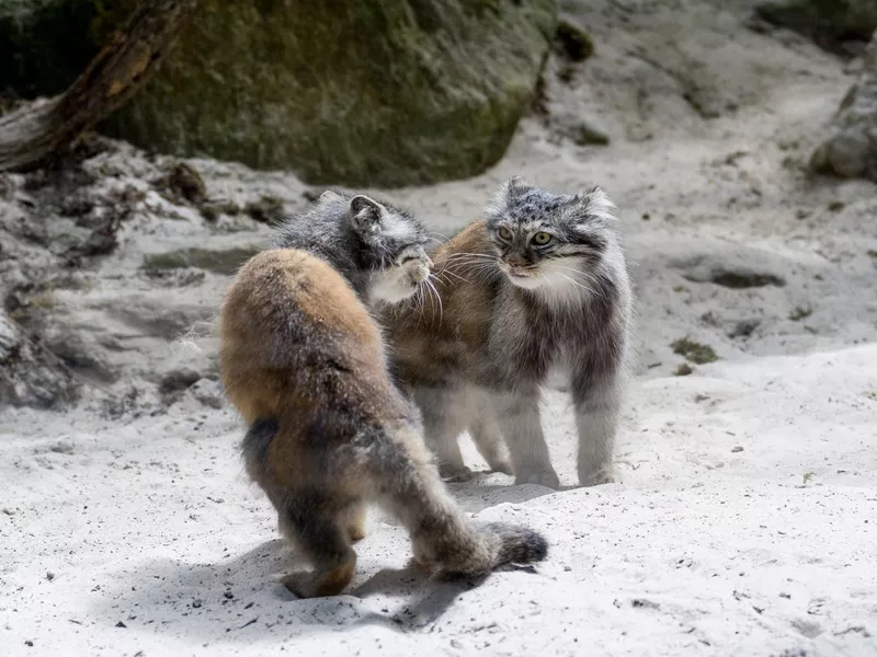 Two Pallas' Cat