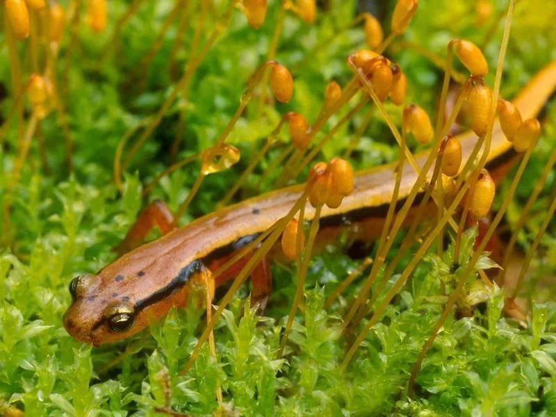salamander