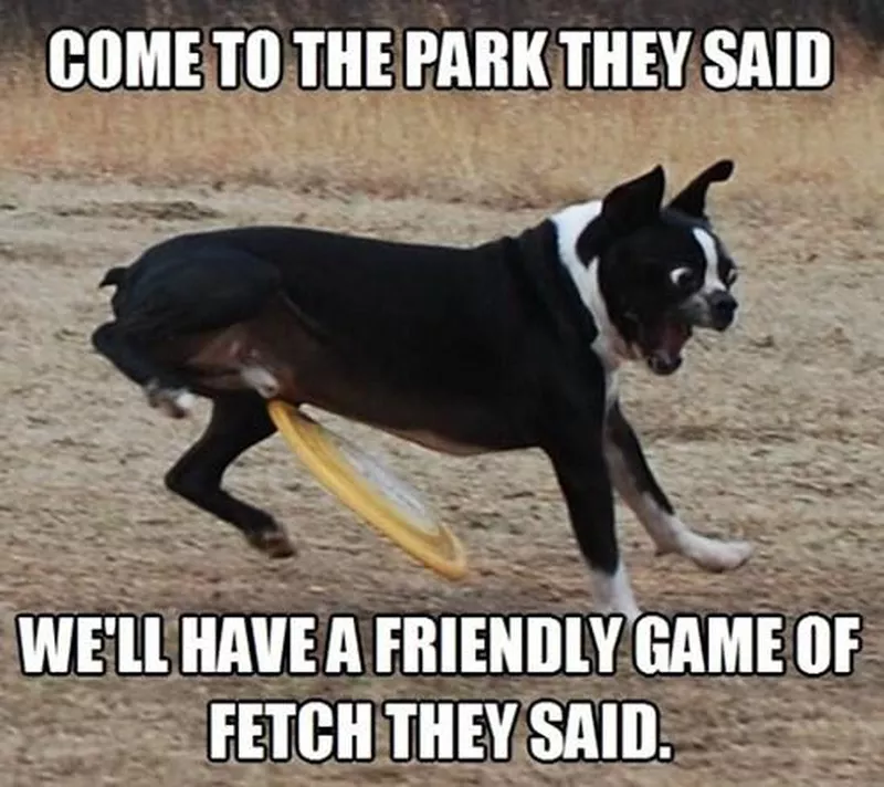 Go to the dog park meme