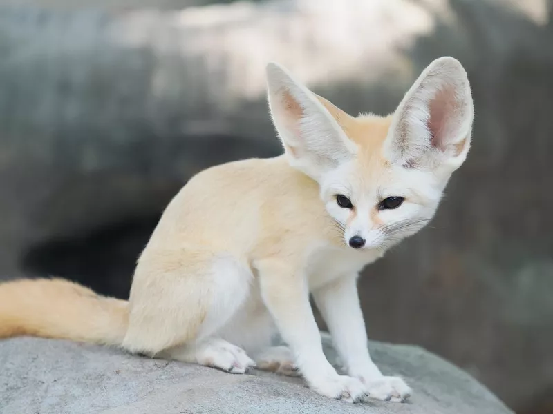 fennec fox, Desert fox, or Vulpes Zerda