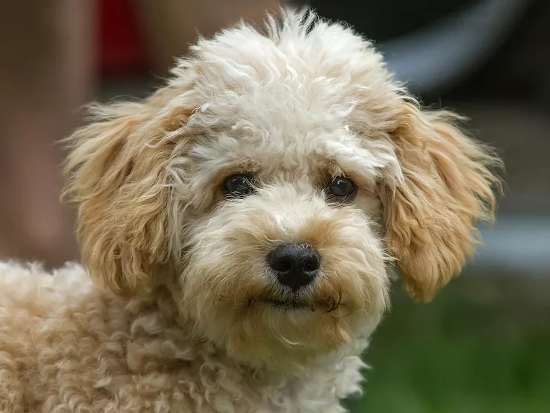 Cavapoo puppy