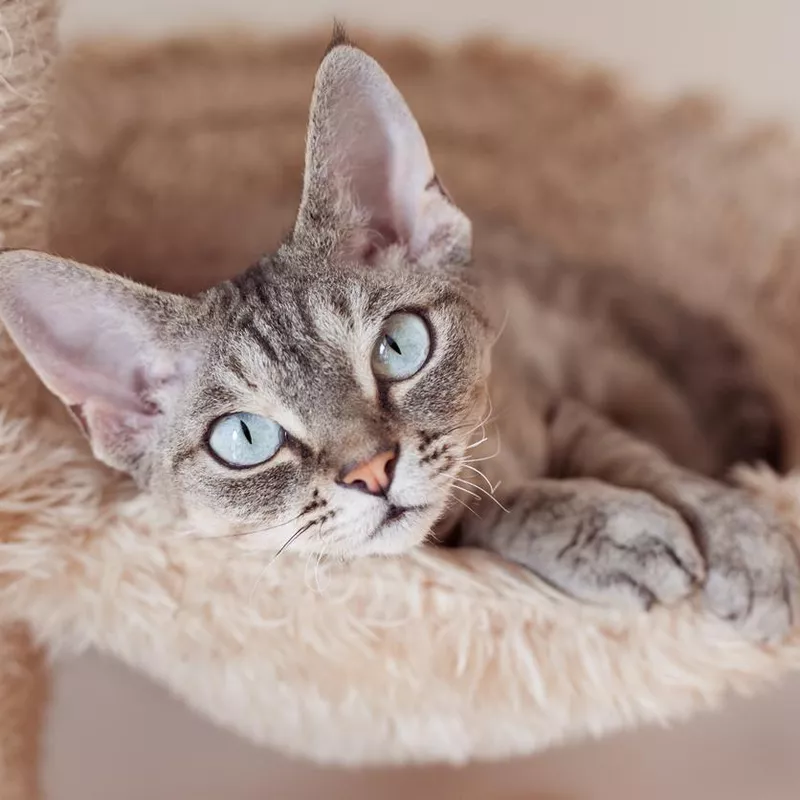 Devon Rex