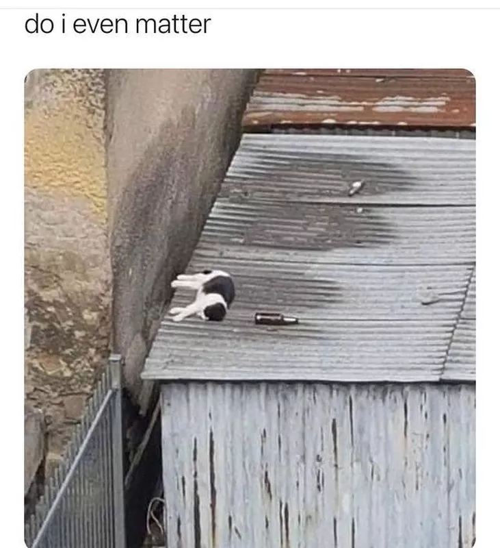 Cat sleeping on a roof with a bottle of beer